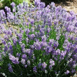 Hot Lavande Little Lady. Le pot de 2 litres