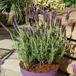 Outlet Lavande Lucy Purple. Le pot de 2 litres