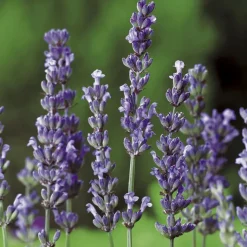BOTANIC® Lavandula Intermedia ou Lavandin Dutch à fleurs violettes. Le pot de 3 litres
