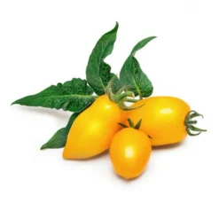 Discount VÉRITABLE Lingot® Mini tomate jaune pour potager Véritable