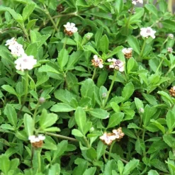 Discount Lippia Nudiflora - La barquette de 6 plants