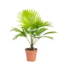 Clearance Livistona pot Ø12xH40 cm