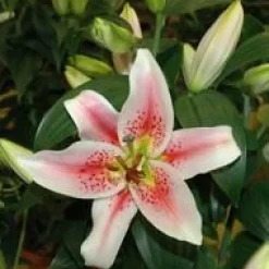 Outlet Lys After Eight 4 PP pot Ø19xH70 cm