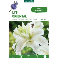 Sale BOTANIC® Lys Oriental Double Polar Star blanc - 1 bulbe