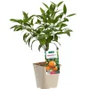 Online BOTANIC® Mandarinier Bio. Le pot de 3 litres