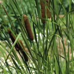 Sale BOTANIC® Massette à feuilles étroites godet 9x9x cm