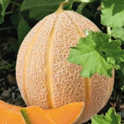 Hot BOTANIC® Melon Hales'S Best Jumbo Bio. La barquette de 3 plants