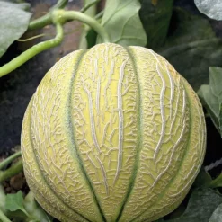 New BOTANIC® Melon Jenga Bio. Le pot de 10,5 cm