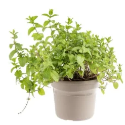 New BOTANIC® Menthe Mojito Bio. Le pot de 4,6 litres