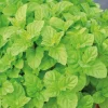 New BOTANIC® Menthe Verte Bio. Le pot de 1 litre