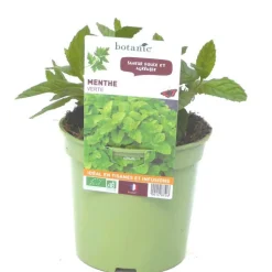 New BOTANIC® Menthe Verte Bio. Le pot de 1 litre