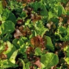 Online BOTANIC® Mesclun Cretois Bio. La barquette de 12 plants