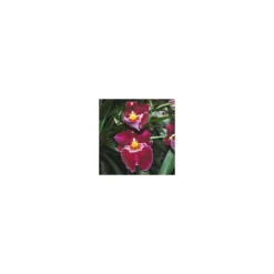 Online BOTANIC® Miltonia 2 Branches Pot Ø12 cm