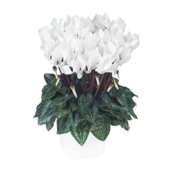 Sale BOTANIC® Mini cyclamen blanc - Le pot de diamètre 10,5 cm