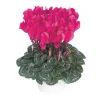 BOTANIC® Mini cyclamen fuchsia vif - Le pot de diamètre 10,5 cm