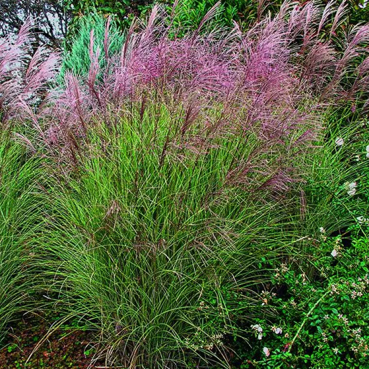 Sale BOTANIC® Miscanthus sinensis Morning Light vert . Le pot de 2 litres