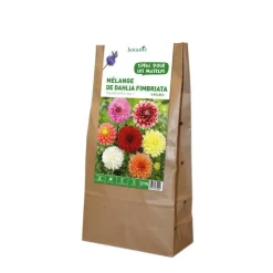 Best BOTANIC® Mélange dahlia Fimbratia - 5 bulbes