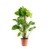 New Monstera Deliciosa pot tuteur mousse Ø19xH90 cm