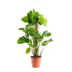 Outlet Monstera Deliciosa pot Ø19xH80 cm