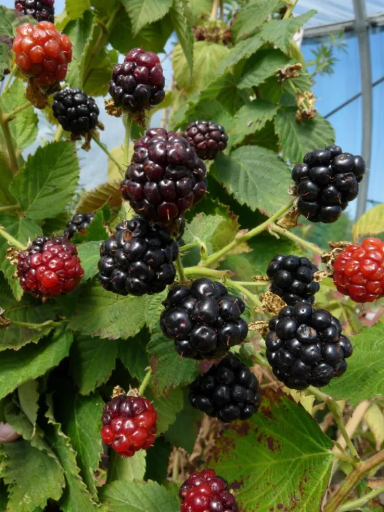 New BOTANIC® Mure Little Black Prince Bio. Le pot de 2 litres