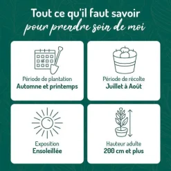 Best BOTANIC® Murier Dirksen Bio. Le pot de 2 litres