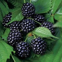 Best BOTANIC® Murier Dirksen Bio. Le pot de 2 litres