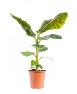 New Musa’dwarf Cavendish Bananier Pot Ø35 cm H180 cm