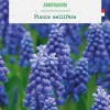 Clearance BOTANIC® Muscari armeniacum - 15 bulbes