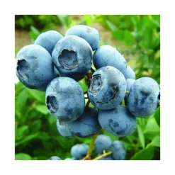Sale BOTANIC® Myrtille Elisabeth Bio. Le pot de 2 litres