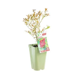 Clearance BOTANIC® Myrtille Pink Lemonade® Bio. Le pot de 2 litres