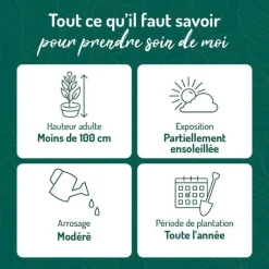 BOTANIC® Nandina Gulfstream pot 3 L