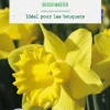 Hot BOTANIC® Narcisse Dutch master - 8 bulbes