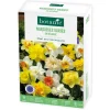 Clearance BOTANIC® Narcisse en mélange - 15 bulbes