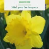 Online BOTANIC® Narcisse gigantic star - 8 bulbes