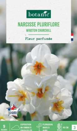 New BOTANIC® Narcisse pluriflore winston churchill - 9 bulbes