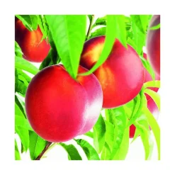 Sale BOTANIC® Nectarinier Nain Nectarella® Zaidulab. Le pot de 10 litres en forme 1/4 tige