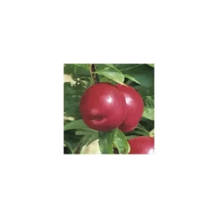 BOTANIC® Nectarinier Nectared 6 ®. Le pot de 12 litres, forme gobelet