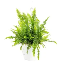 Discount Nephrolepis suspension Ø20xH40 cm