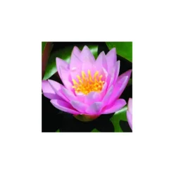 Hot BOTANIC® Nénuphar 3L rose