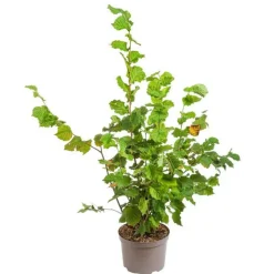Sale BOTANIC® Noisetier Merveille De Bollwiller. Le pot de 12 litres