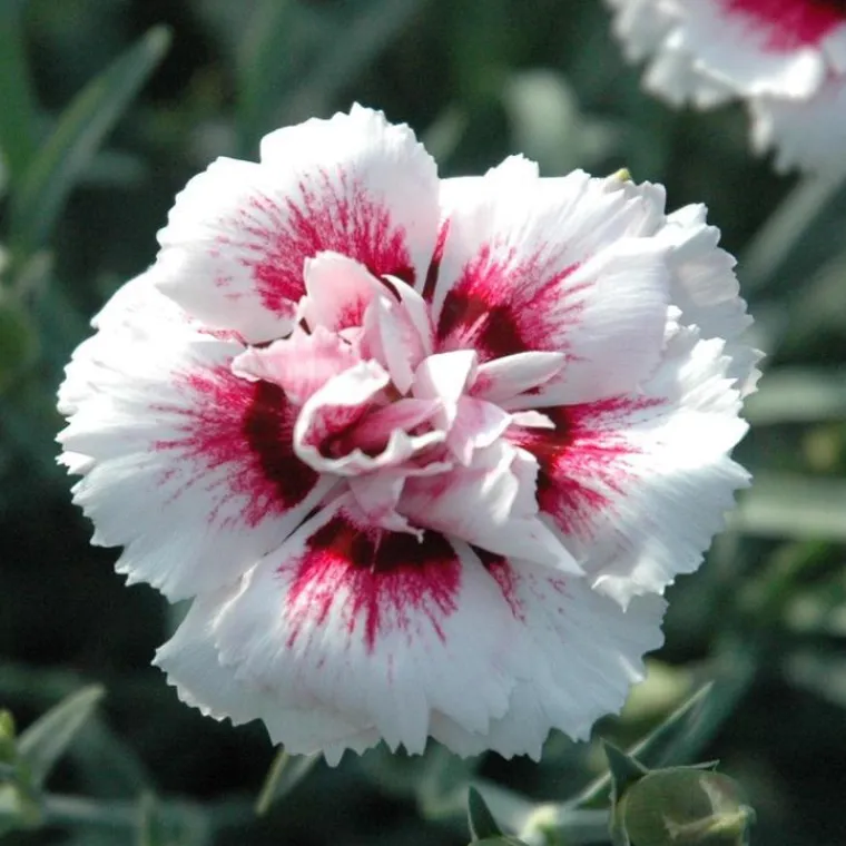 Online Oeillet Telnelken - Le pot de 10 cm