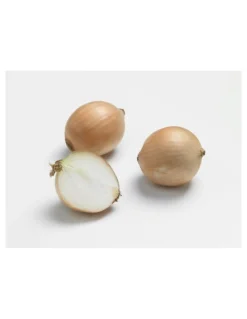 Clearance BOTANIC® Oignon Sturon AB bio calibre 10/21 bulbes à planter - Le filet de 500 g