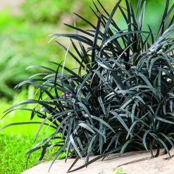 Sale BOTANIC® Ophiopogon Niger noir . Le pot de 1 litre