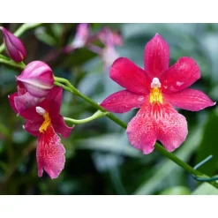 Sale BOTANIC® Orchidée Cambria nelly isler