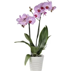Best BOTANIC® Orchidée Phalaenopsis 2 branches - en pot 12 cm
