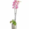 Best BOTANIC® Orchidée Phalaenopsis 50cm avec cache pot céramique Ø 12 cm