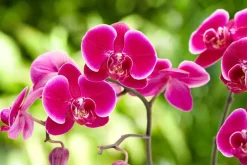 Best BOTANIC® Orchidée Phalaenopsis 50cm avec cache pot céramique Ø 12 cm