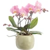 Online BOTANIC® Orchidée Phalaenopsis Tablo à 2 branches avec cache-pot en céramique. Le cache-pot Ø 12 cm