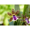 Clearance BOTANIC® Orchidée Zygopetalum