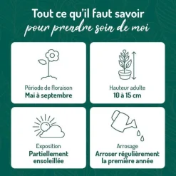 New BOTANIC® Oxalis trèfle à 4 feuilles - Le pot de 9 x 9 cm